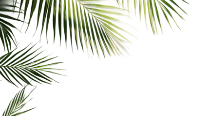 Palm leaf and sunlight pattern including close-up of palm frond against neutral background, ideal for summer background and minimal design