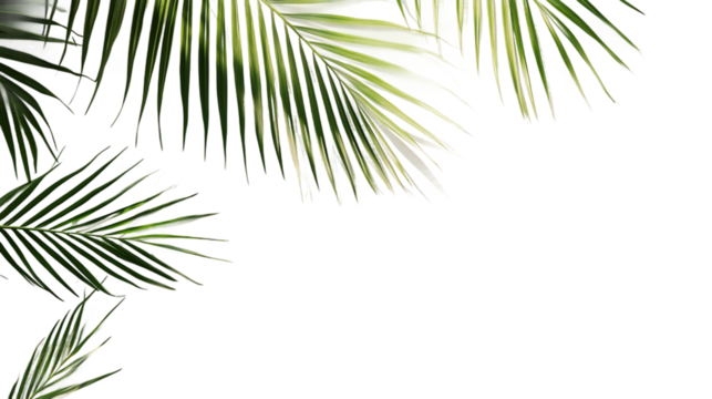 Palm leaf and sunlight pattern including close-up of palm frond against neutral background, ideal for summer background and minimal design