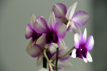 Orchideen