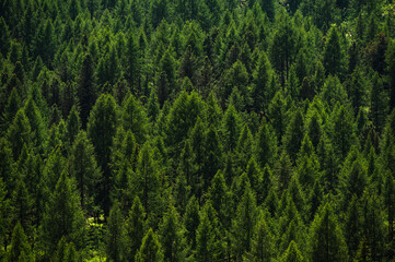 nature sceneries along the trail to Fuciade Refuge, San Pellegrino Pass, Moena, Dolomites, Italy