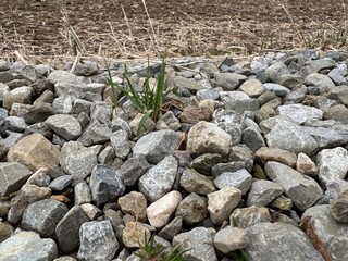 stones in the grass