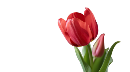Crimson Tulip: A vibrant close-up of a single red tulip in full bloom, alongside a closed bud, showcasing nature's elegance and beauty.