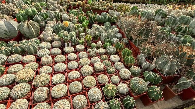 Different types of cacti in spring in the botanical collection, Odessa