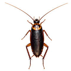 Close-up of a brown cockroach isolated on a white background