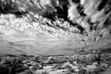 Fototapeta premium Sonora Desert Arizona in Infrared