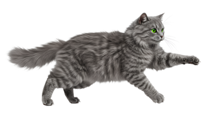 Adorable black British Shorthair kitten, a domestic feline, isolated on white 