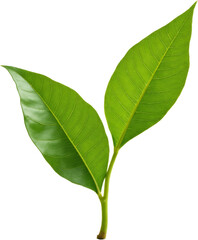 Fototapeta premium Two Fresh Green Leaves and Stem, transparent background