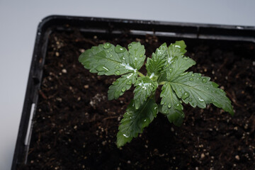 Cannabis sprout close-up in a pot with soil background, close-up. Fresh young marijuana seedling, watering. Baby hemp with small leaves grows in coconut soil, top view, flat lay. Micro growing concept