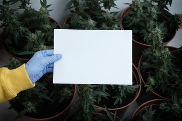 Grower holds a sheet of paper in his hand (copy space) for inscription on the background of growing cannabis bushes. Potted marijuana plants, top view. Indoor growth of cbd weed for medical recreation