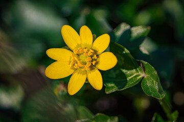 yellow flower in the garden