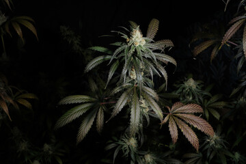 Blooming cannabis bush Sunset Sherbet close-up. Fresh marijuana plant with purple leaves isolated on black background. Herbal medicine layout. Hemp recreation, micro-growing concept, top view