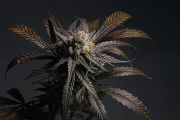 Blooming cannabis bush Sunset Sherbet close-up. Fresh marijuana plant with purple leaves isolated...