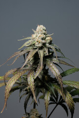 Blooming cannabis bush Sunset Sherbet close-up. Fresh marijuana plant with purple leaves and golden trichomes on grey background. Herbal medicine layout. Hemp recreation, micro-growing concept