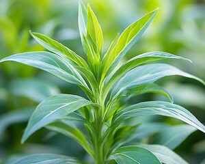 Close up view of a vibrant green plant with leaves