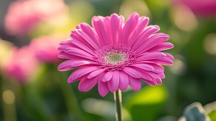Obraz premium Pink Gerbera Daisy Blooms Outdoors: A Vibrant Touch of Nature’s Beauty