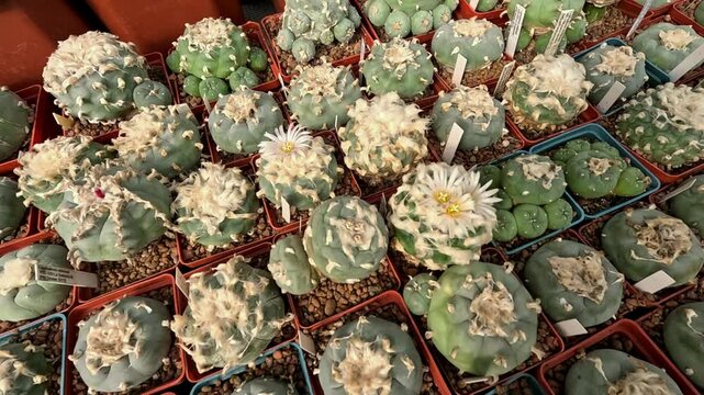 Different types of cacti in spring in the botanical collection, Odessa