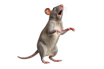 The mouse is acting weird