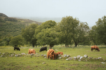 High-quality image of a Scottish Highland cow with its distinctive shaggy coat and long horns, captured in its natural habitat within the scenic landscapes of rural Scotland. Iconic, rustic.
