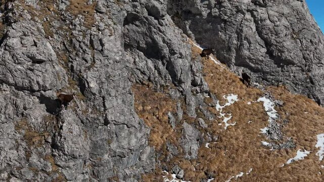 Chamois on a Mountain Meadow &ndash; Aerial Shot
