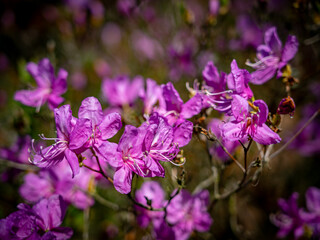 Pinkfarbene Azaleen in der Natur