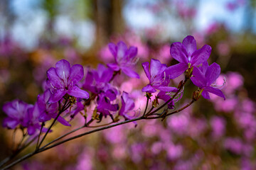 Pinkfarbene Azaleen im Frühling