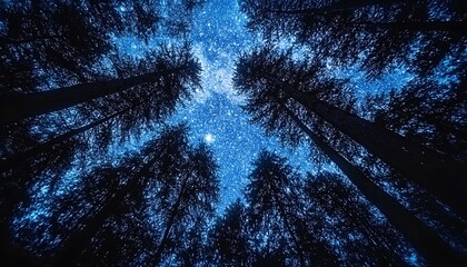 The deep dark forest canopy looking up at the sparkling starry night sky