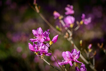 Pinkfarbene Azaleen im Garten