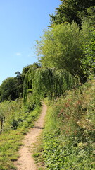 Naklejka premium path in the forest