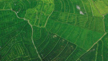  Lush Green Rice Fields