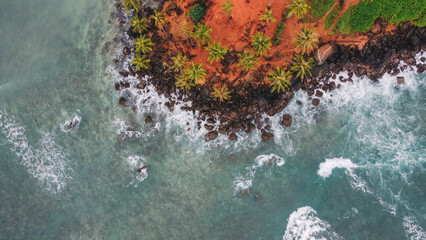 Tropical Coconut Trees by the Ocean