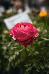 Flowers in a market