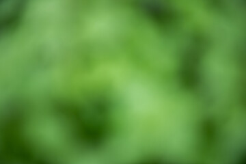 Soft green blurred background evokes sense of tranquility and nature