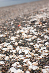 Seashells on the pebble beach in summer. Black Sea, Georgia