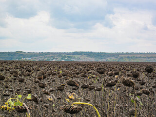 A field filled with sunflowers at various growth stages, under an overcast sky Trees in the...