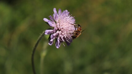Bee on a flower