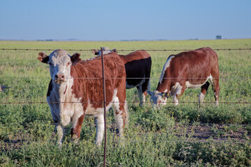 Hereford cattle grazing in green pasture behind barbed wire fence