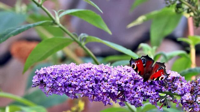 butterfly Peacock on lilac flower
