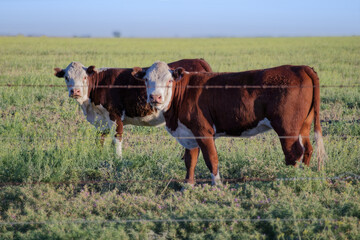 Hereford cattle grazing peacefully in green pasture behind barbed wire fence