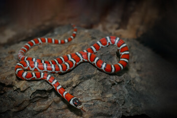 Naklejka premium Captive breed juvenile Chihuahua mountain kingsnake using forked tongue exploring on fake stone in a habitat at night. Background for exotic pet or wildlife animal concept.