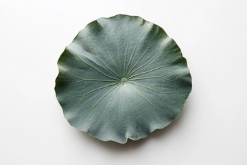 Lotus Leaf Isolated on White