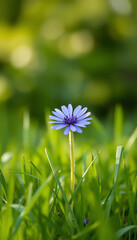 Single Blue Cornflower on Grass