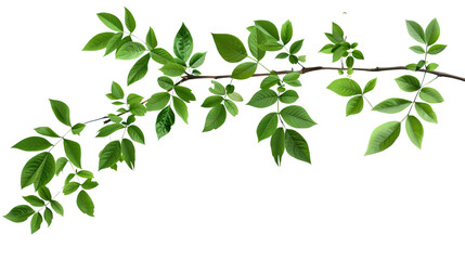 Fototapeta premium Branch of Life: A single, vibrant branch laden with lush, green leaves reaches out, symbolizing growth and vitality.