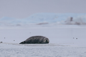 Obraz premium Seals resting on Icelandic ice floes, surrounded by the pristine Arctic landscape. A peaceful wildlife scene in the cold northern waters. Perfect for nature, wildlife, and travel themes.