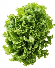 Fresh Green Lettuce Leaves on White Background