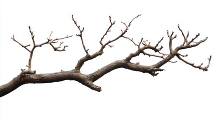 Bare Tree Branch Isolated on White