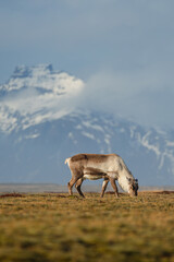 Reindeer against the stunning Icelandic landscape, captured in beautiful light. Their silhouettes contrast with the rugged terrain, creating a wild and serene scene.