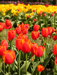A collection of variously colored tulips in a well-lit setting, offering charming and diverse...