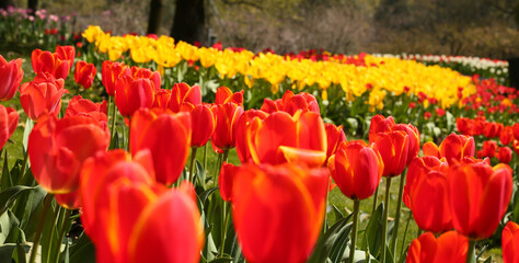 A collection of variously colored tulips in a well-lit setting, offering charming and diverse...