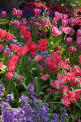 Fototapeta premium A collection of variously colored tulips in a well-lit setting, offering charming and diverse colors that can serve as design background material, with the language of flowers subtly conveyed.