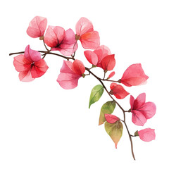 Bougainvillea Branch, watercolor illustration vector, high quality, isolated on a white background.